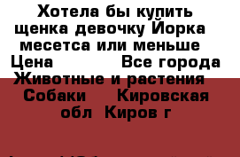 Хотела бы купить щенка девочку Йорка 2 месетса или меньше › Цена ­ 5 000 - Все города Животные и растения » Собаки   . Кировская обл.,Киров г.